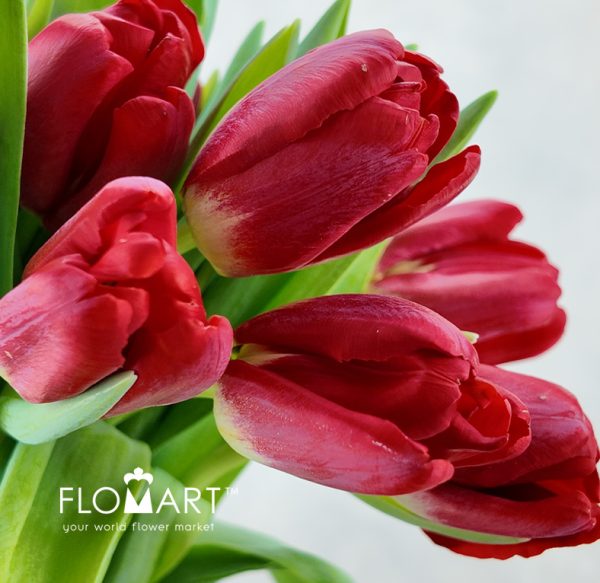 Tulip single Antarctica Fire