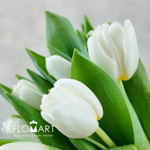 Tulip single Antarctica - Image 2