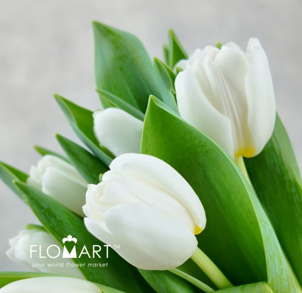 Tulip single Antarctica