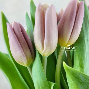 Tulip single Apricot Copex