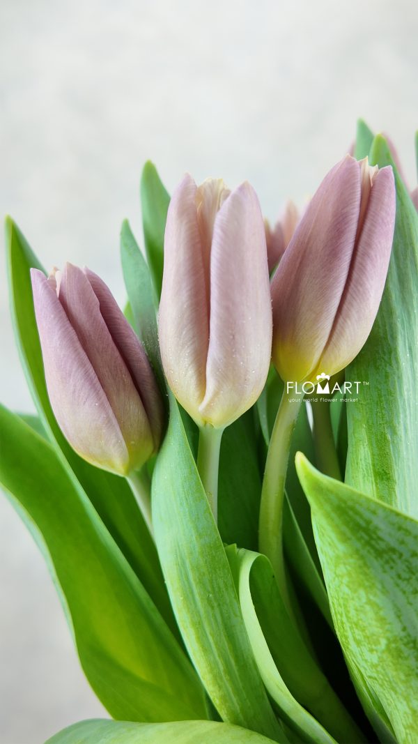 Tulip single Apricot Copex