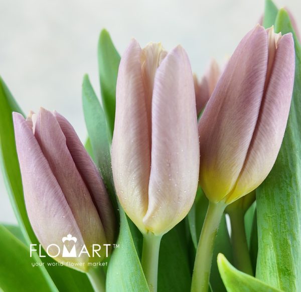 Tulip single Apricot Copex