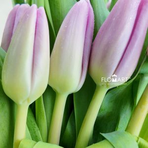 Tulip single Argos