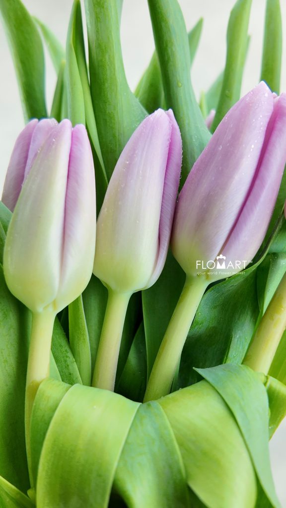 Tulip single Argos