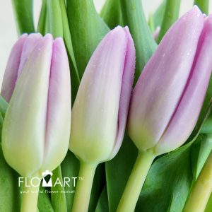 Tulip single Argos - Image 2