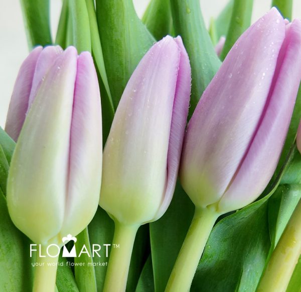 Tulip single Argos