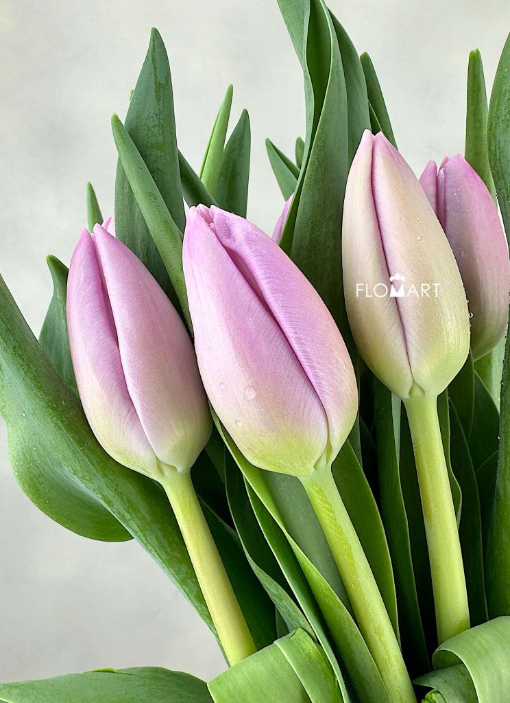 Tulip single Argos