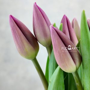 Tulip single Barcelona