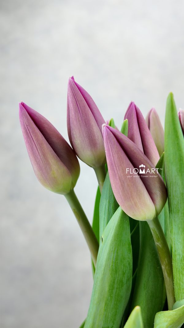 Tulip single Barcelona