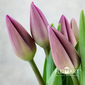 Tulip single Barcelona - Image 2