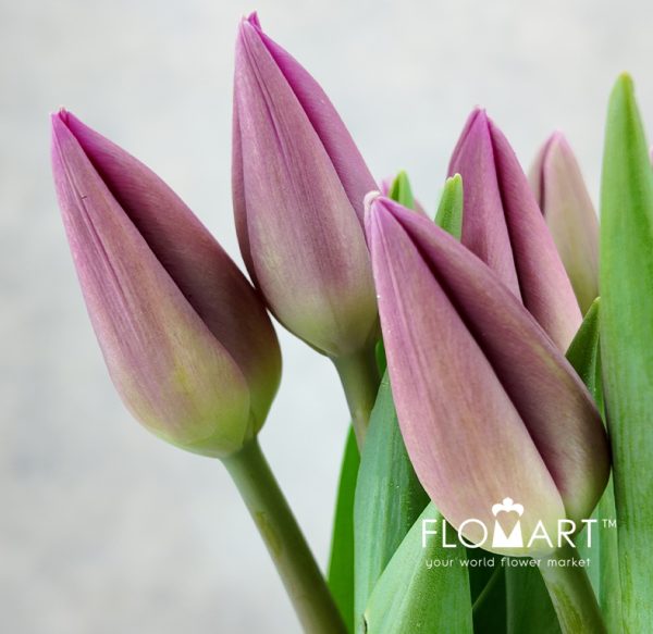 Tulip single Barcelona