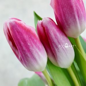 Tulip single Blush Whisper