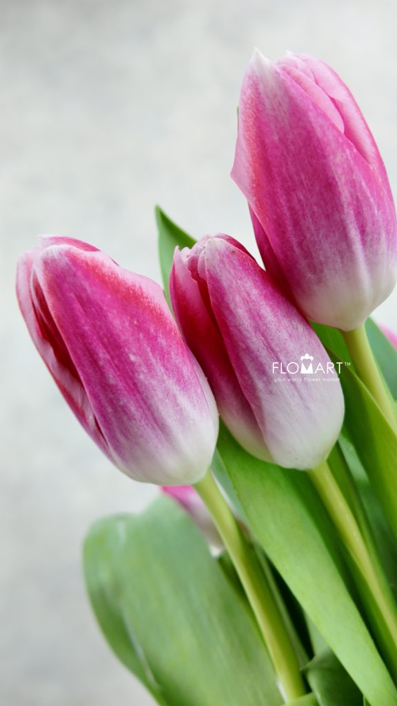 Tulip single Blush Whisper