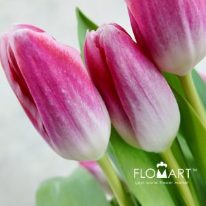 Tulip single Blush Whisper - Image 2