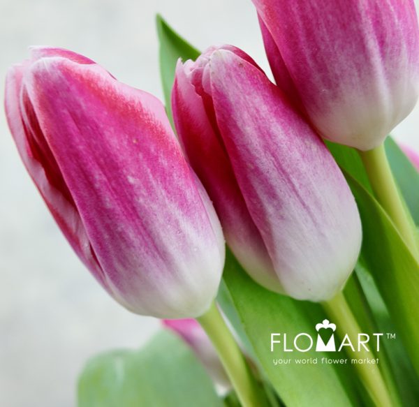 Tulip single Blush Whisper
