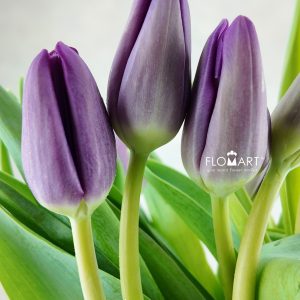 Tulip single Bullit