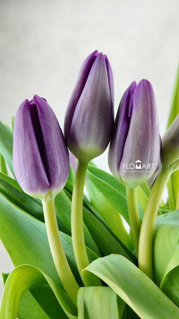 Tulip single Bullit