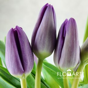 Tulip single Bullit - Image 2