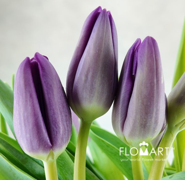 Tulip single Bullit