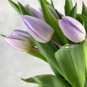 Tulip single Candy Price