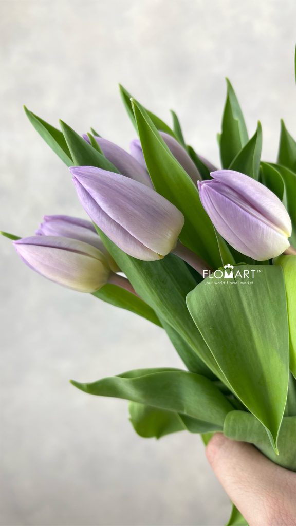 Tulip single Candy Price