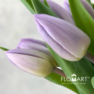 Tulip single Candy Price - Image 2