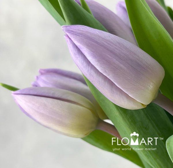 Tulip single Candy Price