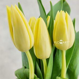 Tulip single Creme Silence