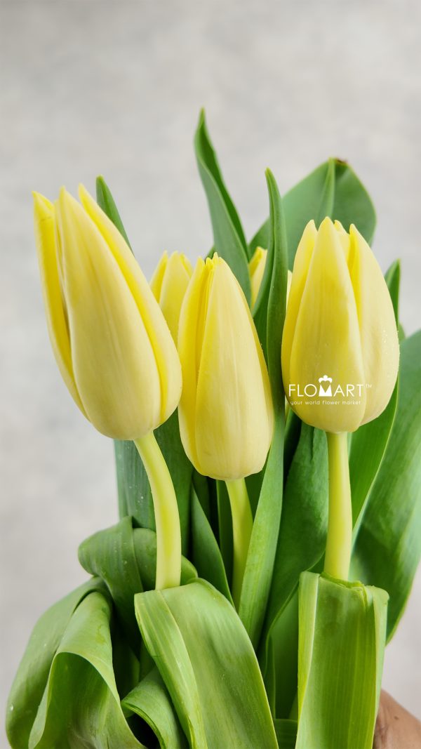 Tulip single Creme Silence