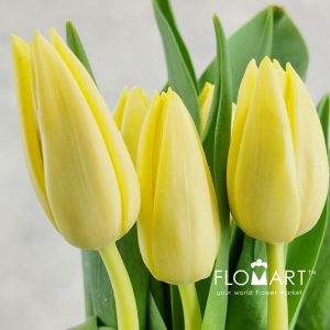 Tulip single Creme Silence - Image 2