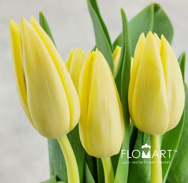 Tulip single Creme Silence