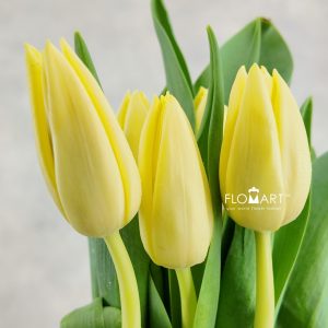 Tulip single Creme Silence Flomart Jakarta