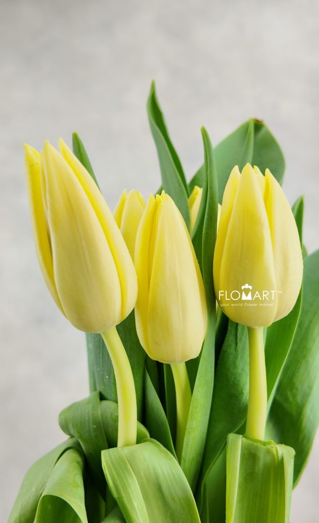 Tulip single Creme Silence Flomart Jakarta