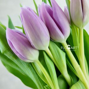 Tulip single Donau
