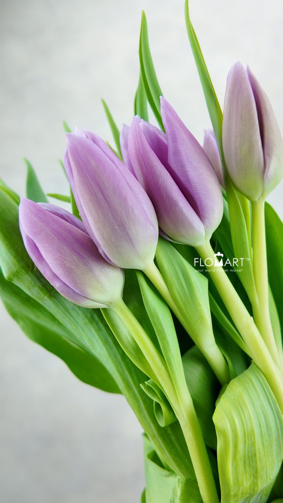 Tulip single Donau