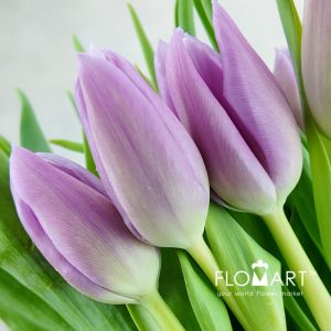 Tulip single Donau - Image 2