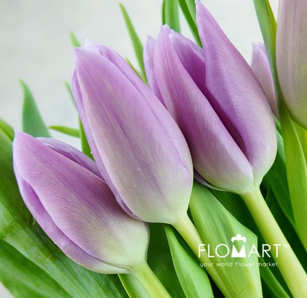 Tulip single Donau