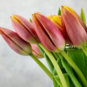 Tulip single Dow Jones