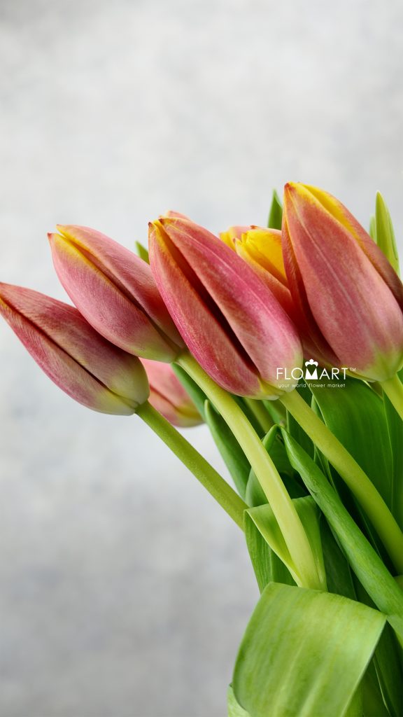 Tulip single Dow Jones