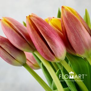 Tulip single Dow Jones - Image 2