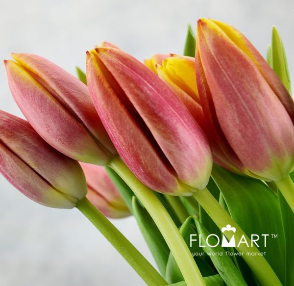 Tulip single Dow Jones
