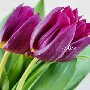 Tulip single Duet