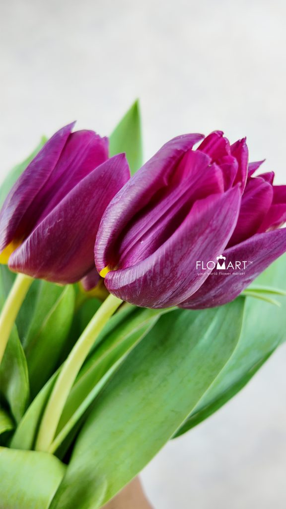 Tulip single Duet