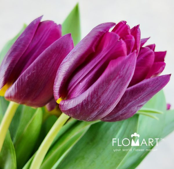 Tulip single Duet