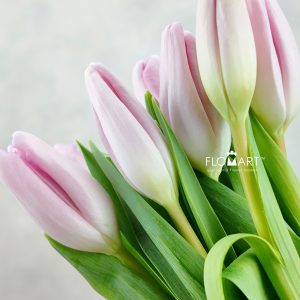 Tulip single Dutch Beauty