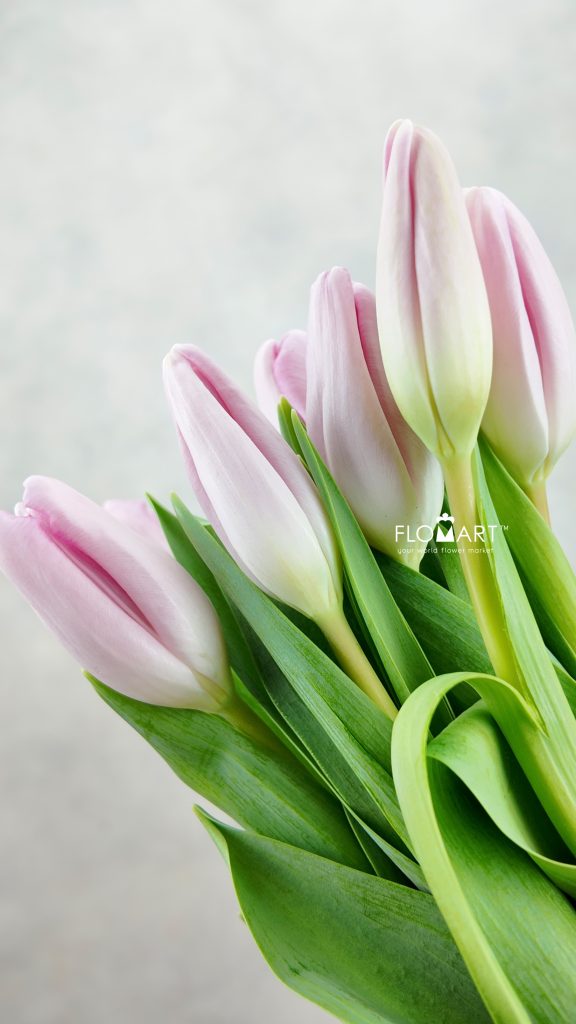 Tulip single Dutch Beauty