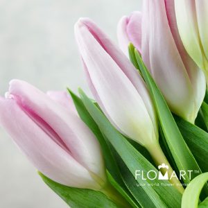 Tulip single Dutch Beauty - Image 2