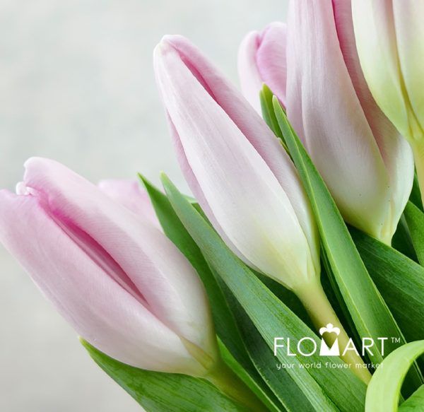 Tulip single Dutch Beauty