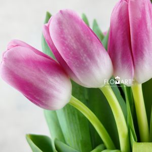 Tulip single Dutch Delight