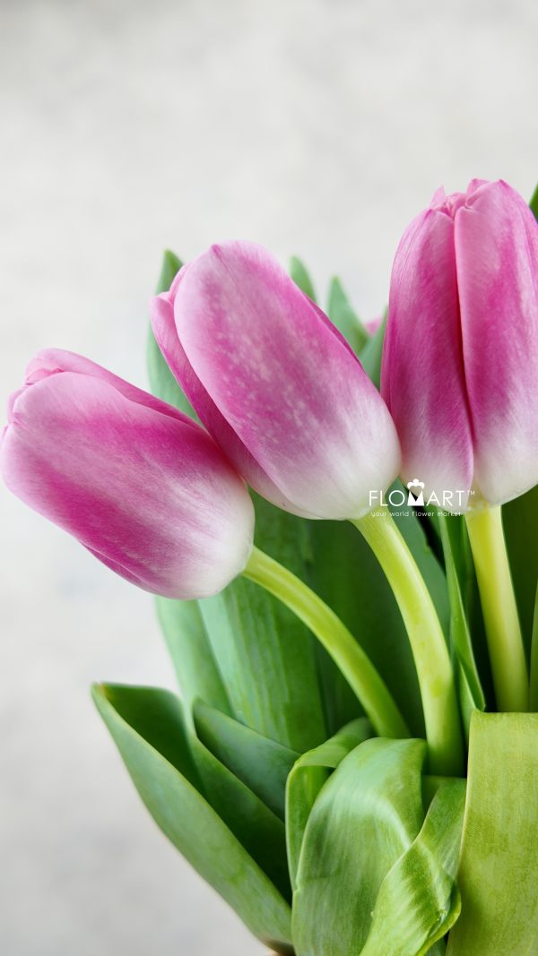 Tulip single Dutch Delight